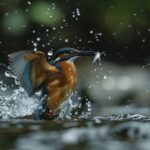 female kingfisher emerging from the water after an unsuccessful dive to grab a fish