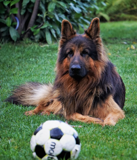 football german shepard dog